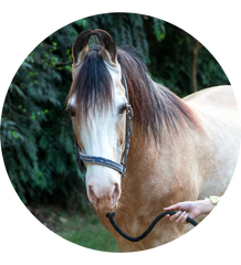 Akash- Horse