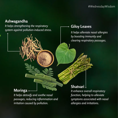 Moringa Tisane