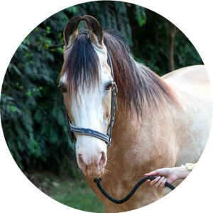 Akash: The Horse